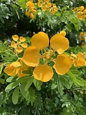 Gonopterodendron arboreum in bloom in Mounts Botanical Garden