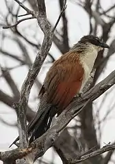 Individual with creamy-white supercilium and heavily streaked nape