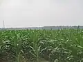 Beginning corn crop (2013) surrounds both sides of the Louisiana State Cotton Museum in Lake Providence