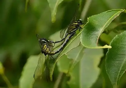 mating pair