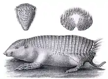 Grayscale drawing of armadillo