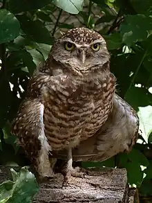 Burrowing owl