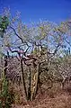 Bursera microphylla in Baja California, Mexico