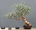 As bonsai