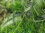 Close view of Calamus tenuis plant