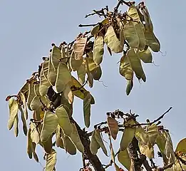 green seed pods, early April