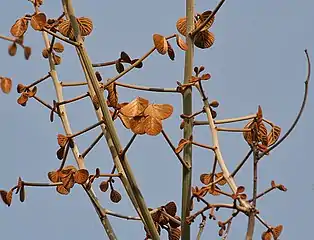 flushes of new leaves, mid-April