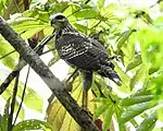 Buteogallus urubitinga in Santa Lucía Cotzumalguapa, Guatemala