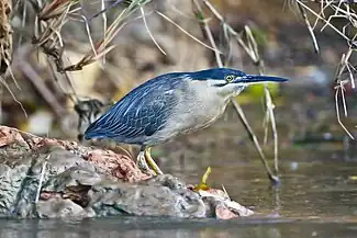 On the Daintree River, North QueenslandAustralia