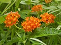 Red-striped orange flowers