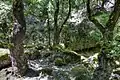 Forest at Petaloudes valley