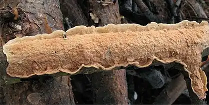 Corticioid: Byssomerulius corium