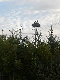 A stork nest in Bytonia