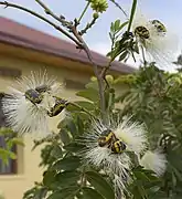 On flowers