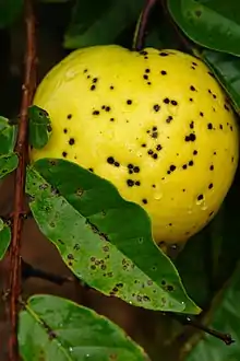 "Cephaleuros parasiticus" on guava