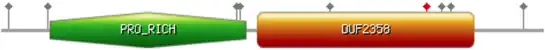 Schematic illustration of the C6orf136 protein with proline rich domain and DU2358 domain. The gray markers indicate predicted phosphorylation sites, and the red marker indicates a predicted SUMOylation site. Image made with Prosite MyDomains tool.