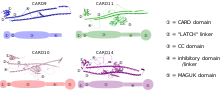 Graphical overview of the protein domains n the CARD-CC family members