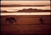 Wild caribou grazing near the Sagavanirktok River