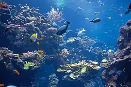 Part of the Philippine coral reef