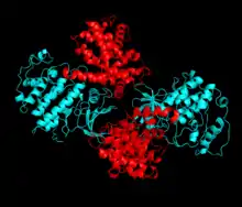 Cdk2 (blue) and its binding partner, cyclin A (red).