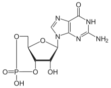 cGMP