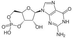 Skeletal formula of cyclic guanosine monophosphate