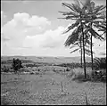 Hills around Mbanza-Ngungu.