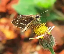 Dorsal view