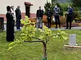 Tree of Peace in Vysoká village (Quercus robur ‘Jan Zamoyski’), 05/2020