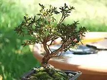 Bonsai