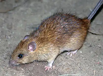 A black rat on the ground