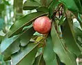 "fruit and foliage"