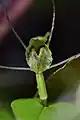 Close up of labellum detail showing notched labellum and infolded margins