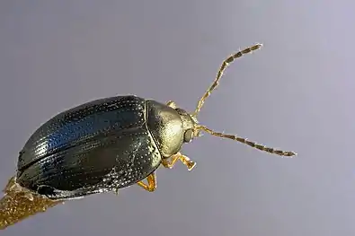 Adult beetle