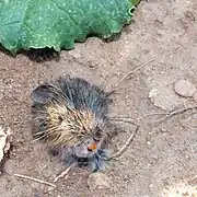 Remains of a vole devoured by a predator (only the head remains).