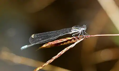 Male