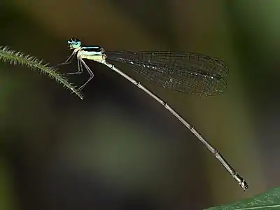 Caconeura risi female