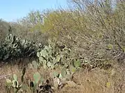 Cactus around Encinal & La Salle County