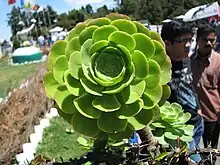 green round succulent cactus