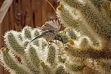 Flying cactus wren in front of cholla cactus