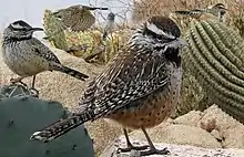 Composite image showing the bird from multiple angles