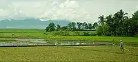 Rice fields with Mount Silay as background, taken from the Cadiz highway