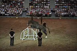 Longeing demonstration over fences