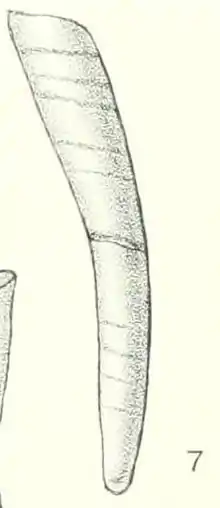 illustration of "Cadulus delicatulus", 12 × 1.7 mm