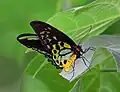 Ornithoptera euphorion