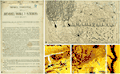 First illustration by Cajal (1888) of the nervous system. (A) First page of the article. (B) Vertical section of a cerebellar convolution of a hen. (C) Cerebellum of an adult bird. (D) Higher magnification of (C) showing Purkinje cell. (E) Dendrite of the Purkinje cell.