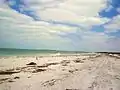 Caladesi Park's beach on the Gulf of Mexico, strewn with seaweed