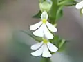 Flowers of Calanthe argenteostriata