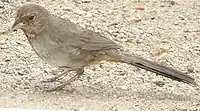 Female with insect in beak for chicks