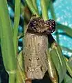 Pupa, ventral view